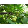 Kinderen zoals Chinese Walnut Kernels Light Color Helften (LH)